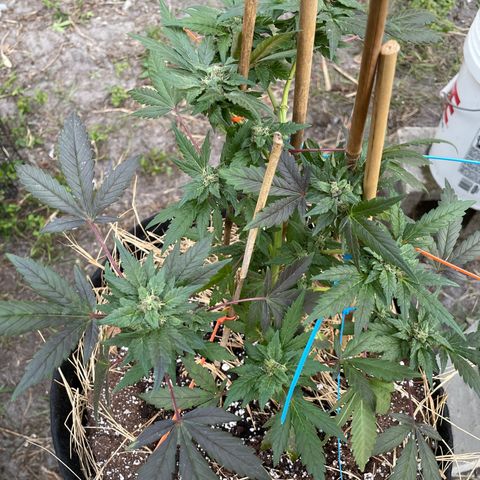 Pineapple Express #2 growlog photo: Leaves 🍃 starting to turn purple due to winter weather 