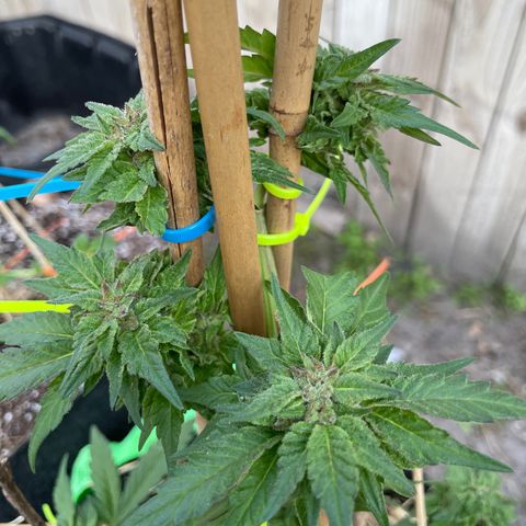 Pineapple Express #2 growlog timeline photo