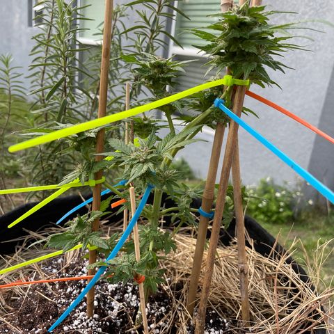 Pineapple Express #2 growlog timeline photo