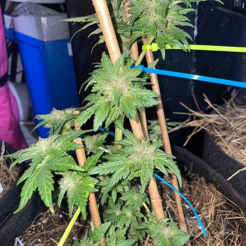 Pineapple Express #2 growlog timeline photo