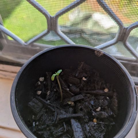 Unknown strain growlog photo: Very first grow with some seeds that I were given I have 6 in total with 100 percent success rate