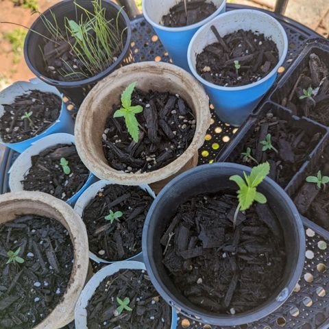 Unknown strain growlog timeline photo