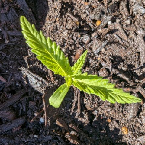 Unknown strain growlog timeline photo