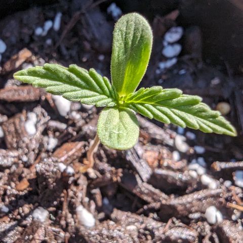 Unknown strain growlog timeline photo