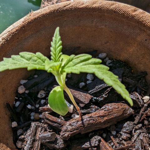 Unknown strain growlog timeline photo