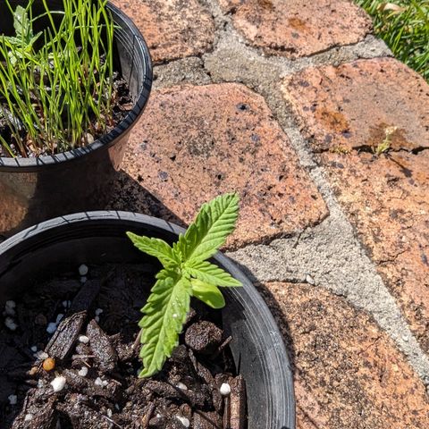 Unknown strain growlog timeline photo