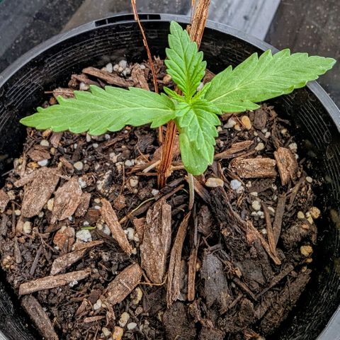 Unknown strain growlog photo: All mid ranged and seem mostly healthy I do have one that has seen better days which I'm keeping an eye on