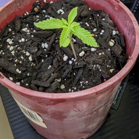 Unknown strain growlog timeline photo