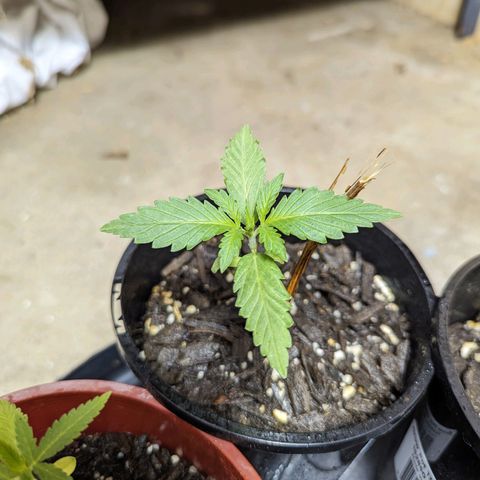 Unknown strain growlog photo: Good growth after first few days under the new 400w mh