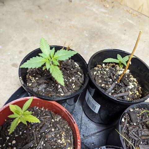 Unknown strain growlog photo: One plant I had suffered from a bit of nitrogen defficency so I on second week I gave nutes and has had some good healthy growth