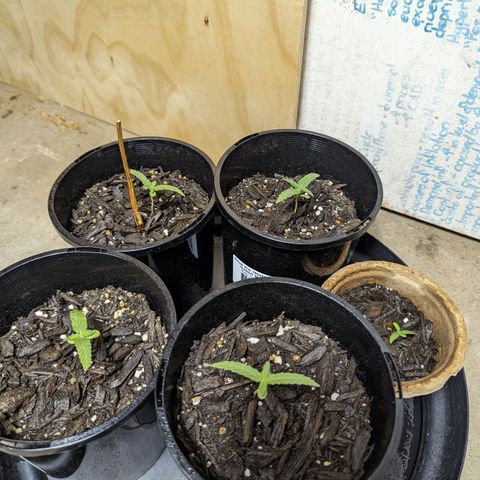 Unknown strain growlog photo: One plant I had suffered from a bit of nitrogen defficency so I on second week I gave nutes and has had some good healthy growth