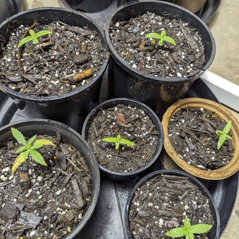 Unknown strain growlog photo: One plant I had suffered from a bit of nitrogen defficency so I on second week I gave nutes and has had some good healthy growth