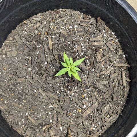 Unknown strain growlog timeline photo
