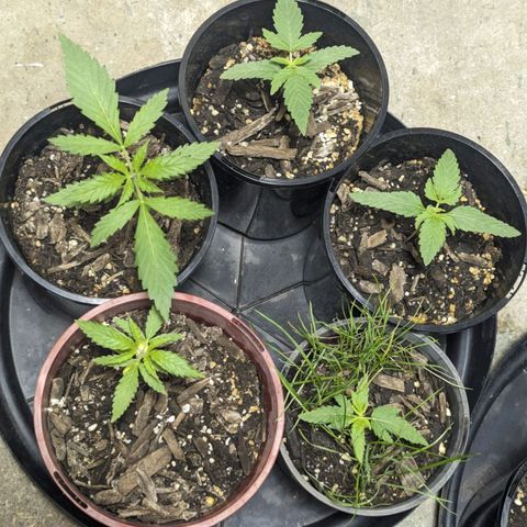 Unknown strain growlog timeline photo
