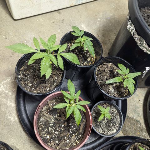 Unknown strain growlog timeline photo