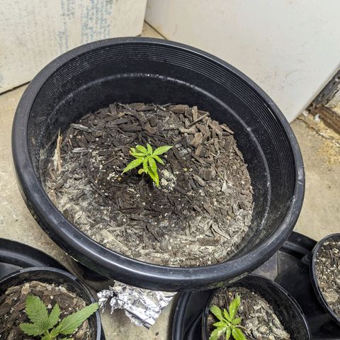 Unknown strain growlog timeline photo