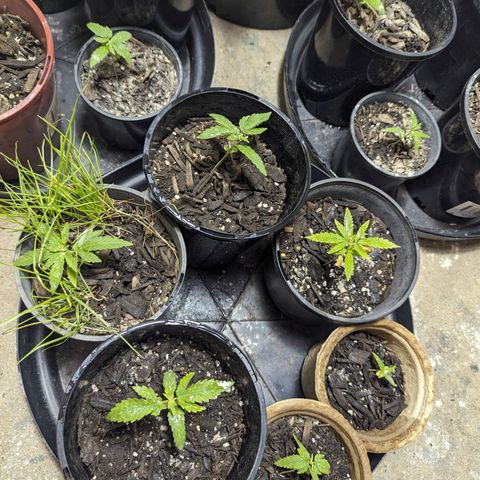 Unknown strain growlog timeline photo