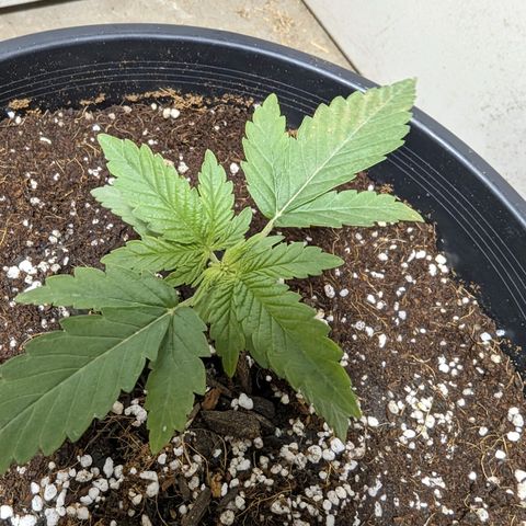 Unknown strain growlog timeline photo