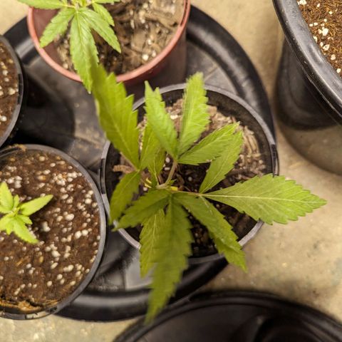 Unknown strain growlog timeline photo