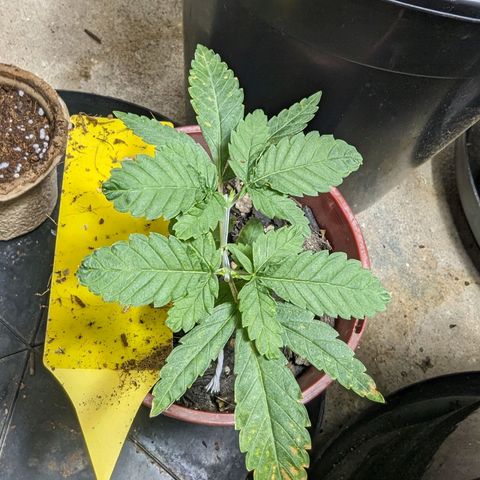 Unknown strain growlog timeline photo