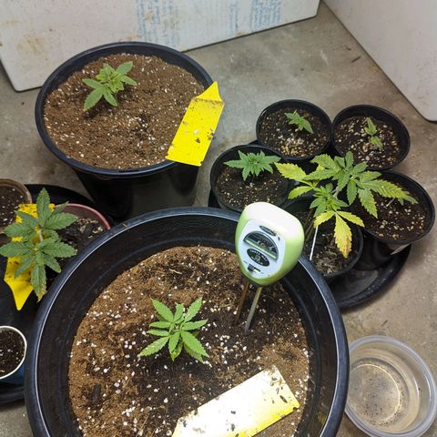 Unknown strain growlog timeline photo
