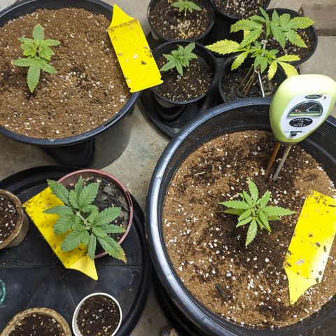 Unknown strain growlog timeline photo