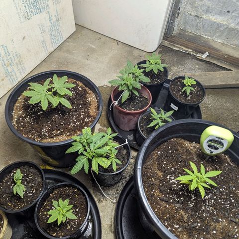Unknown strain growlog timeline photo