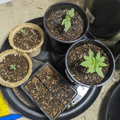 Unknown strain growlog timeline photo