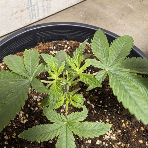 Unknown strain growlog timeline photo