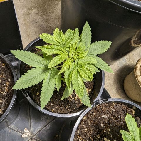 Unknown strain growlog timeline photo