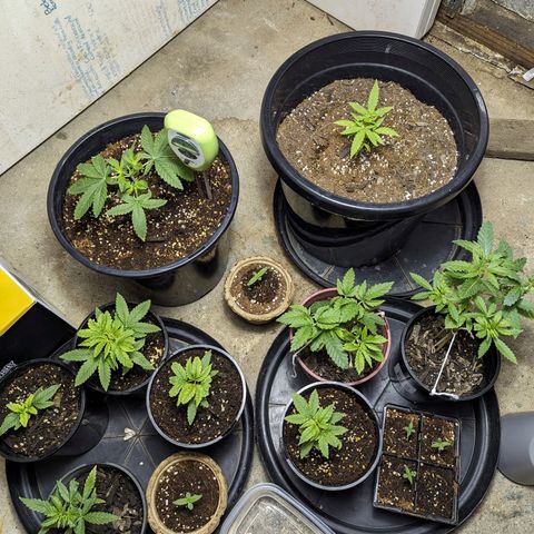 Unknown strain growlog timeline photo