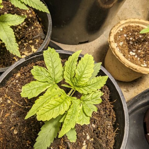 Unknown strain growlog timeline photo