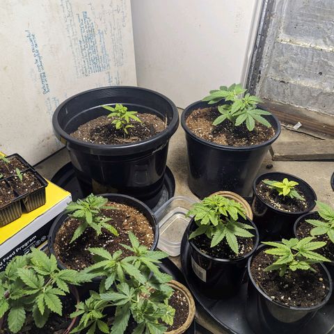Unknown strain growlog timeline photo