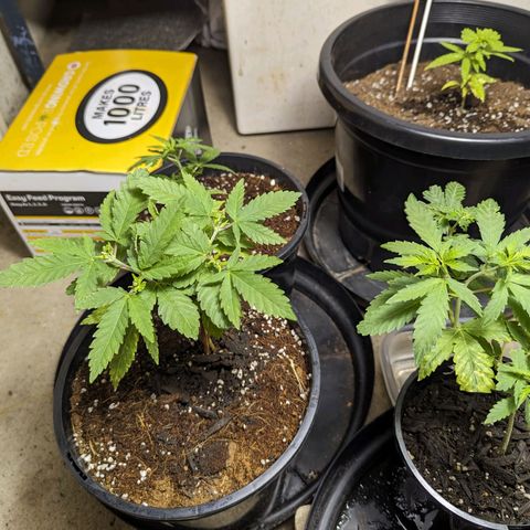 Unknown strain growlog timeline photo