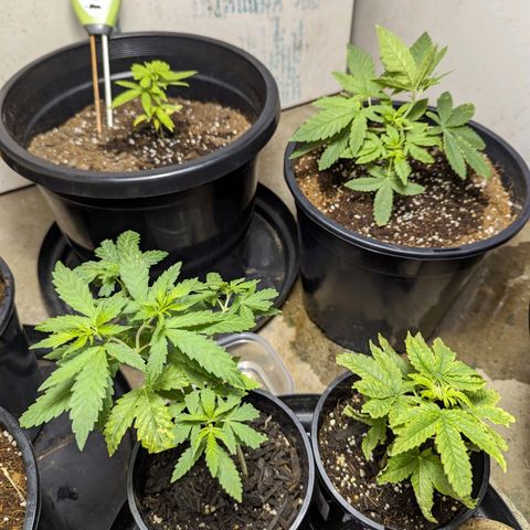Unknown strain growlog timeline photo