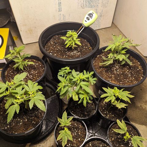 Unknown strain growlog timeline photo