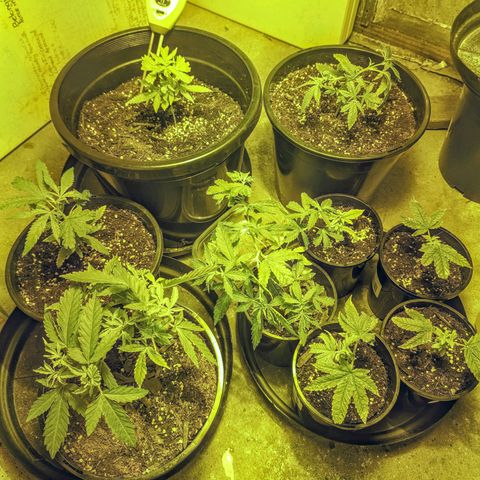Unknown strain growlog timeline photo