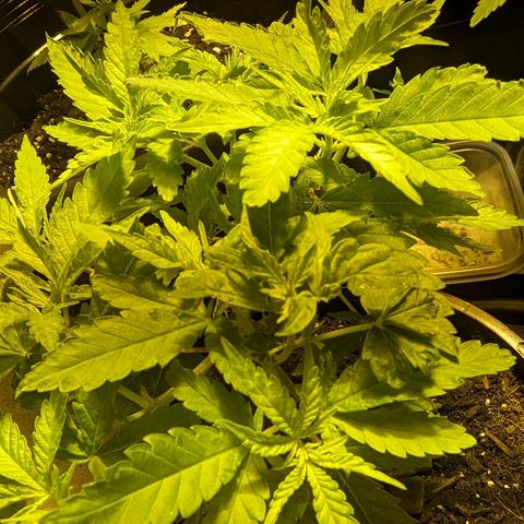 Unknown strain growlog timeline photo