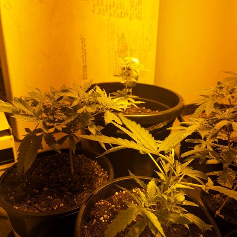 Unknown strain growlog timeline photo