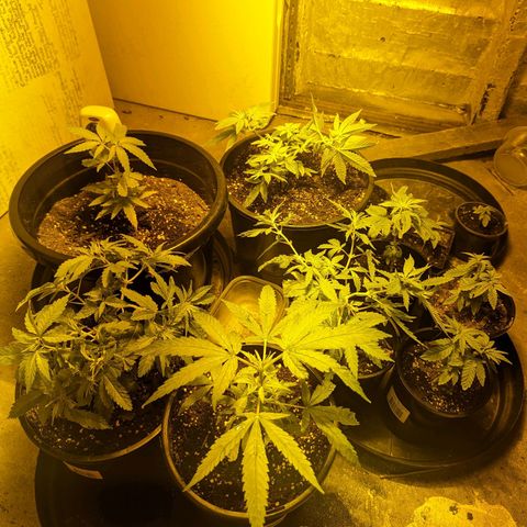 Unknown strain growlog timeline photo