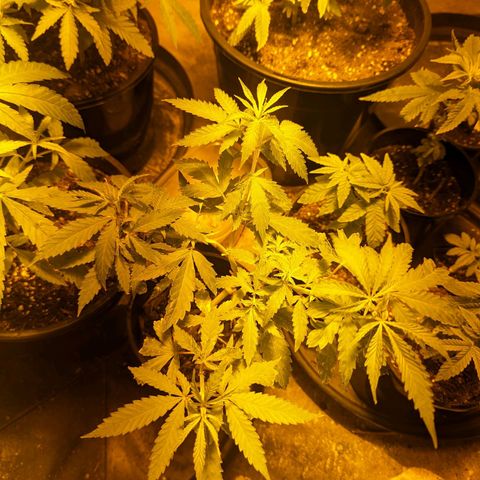Unknown strain growlog timeline photo
