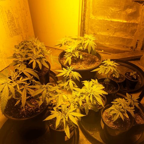 Unknown strain growlog timeline photo