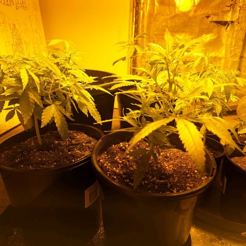 Unknown strain growlog timeline photo