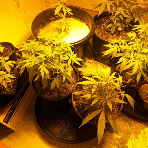 Unknown strain growlog timeline photo