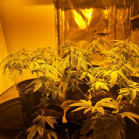 Unknown strain growlog timeline photo