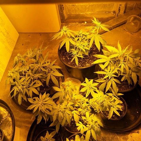 Unknown strain growlog timeline photo