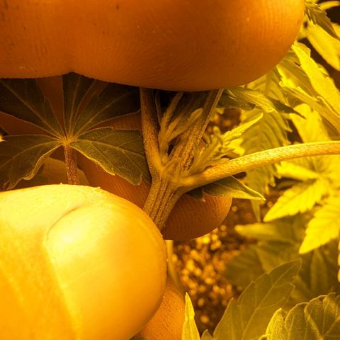Unknown strain growlog photo: Girls girls girls. Finally started preflowering