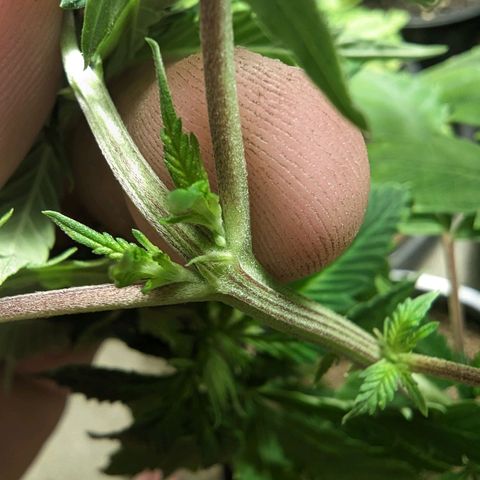 Unknown strain growlog photo: Girls girls girls. Finally started preflowering