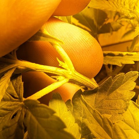 Unknown strain growlog photo: Girls girls girls. Finally started preflowering