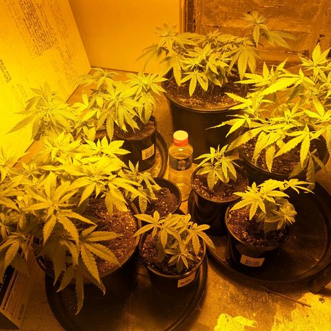 Unknown strain growlog photo: Fixed light leaks
